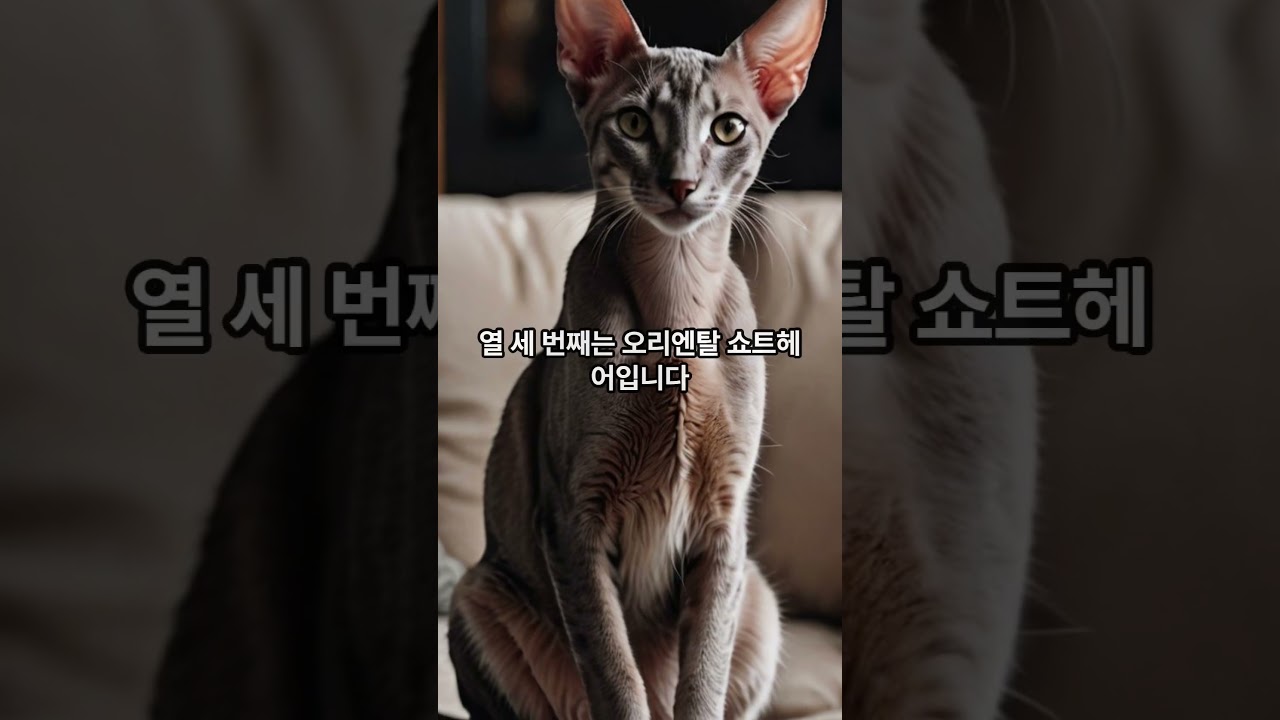 인기 있는 고양이 5가지 3탄