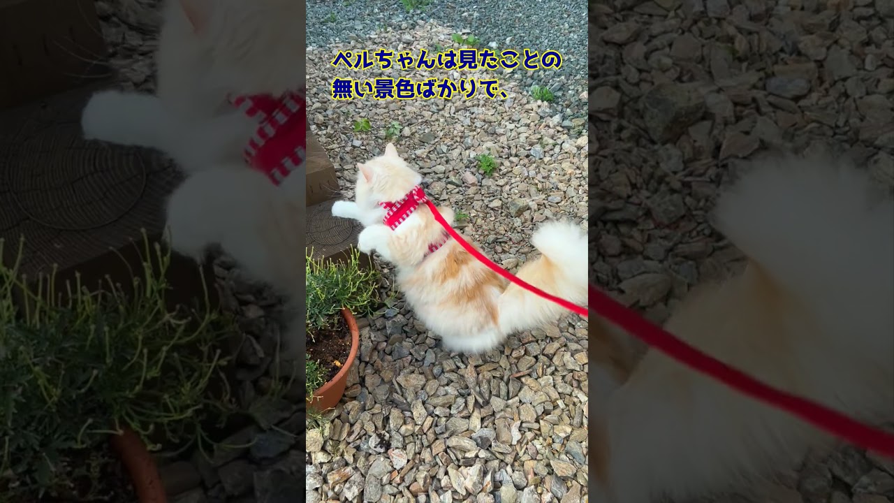【猫のおさんぽ動画】（179）#セルカークレックス#長毛#猫#ねこ#もふもふ