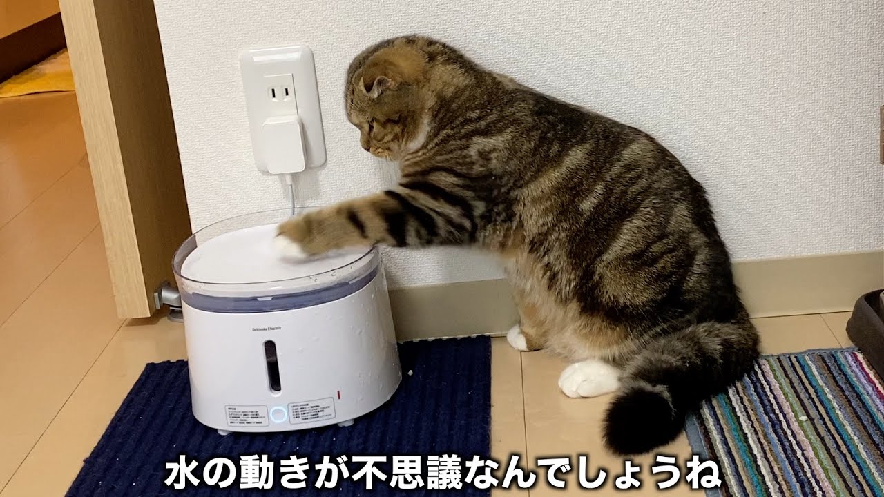 猫が水の観察研究を止めません（ビショビショ）