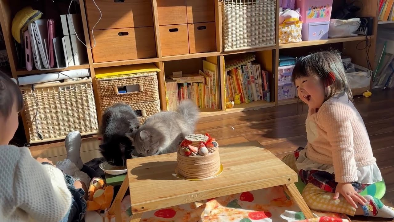 誕生日お祝いより食い気が勝る猫　ラガマフィン　サイベリアンA cat more interested in food than in celebration. Ragamuffin. Siberian