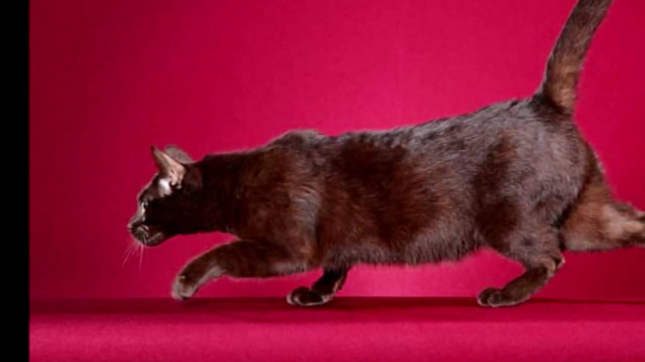 Taking a professional photo of a Havana Brown cat called Gwen.