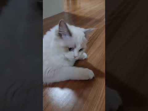 그렇게 맛있어?  #cat #ragdoll #냥이 #냥집사 #렉돌 #냥님 #렉돌고양이 #ragdolls #catshorts #catlover #cats #catlife