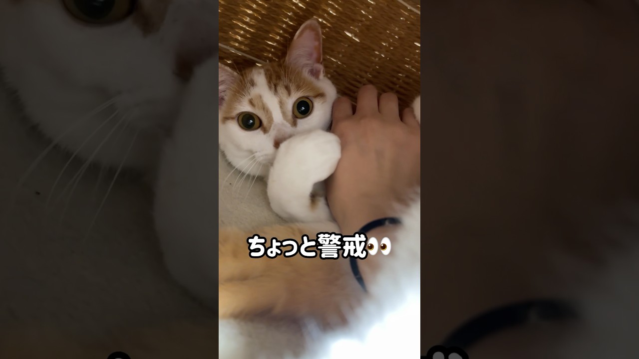 あざとい猫トロしゃん！ #shorts