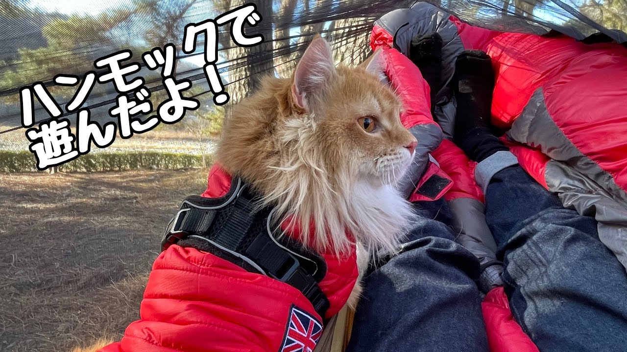 ハンモックを初体験した猫ちゃんがこちら♪【アメリカンカール】