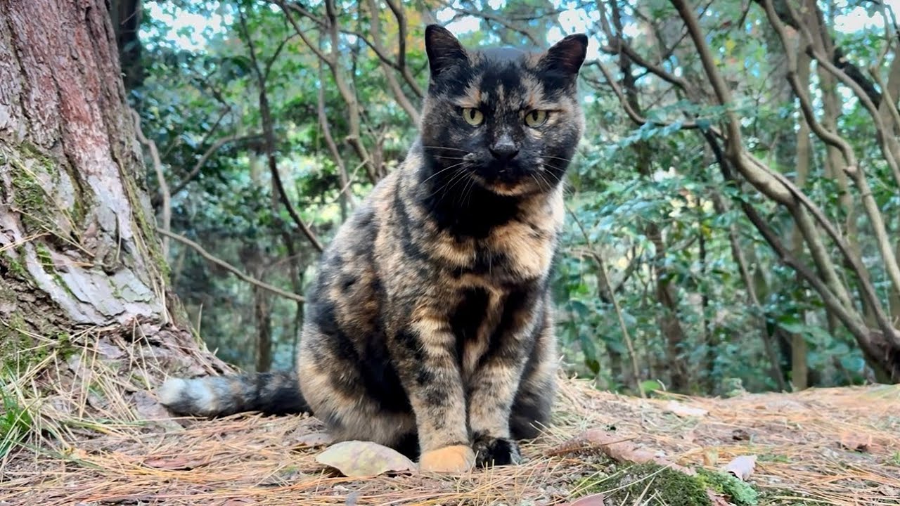 ジッと見つめて「おいで」を待ってるかわいい森のサビ猫ちゃん