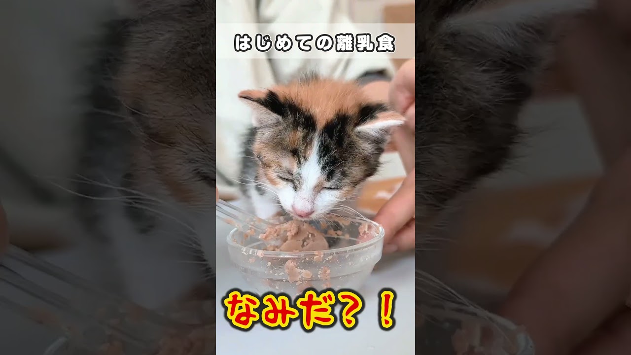 はじめての離乳食に感動して涙が止まらない子猫【保護猫生活24日目】