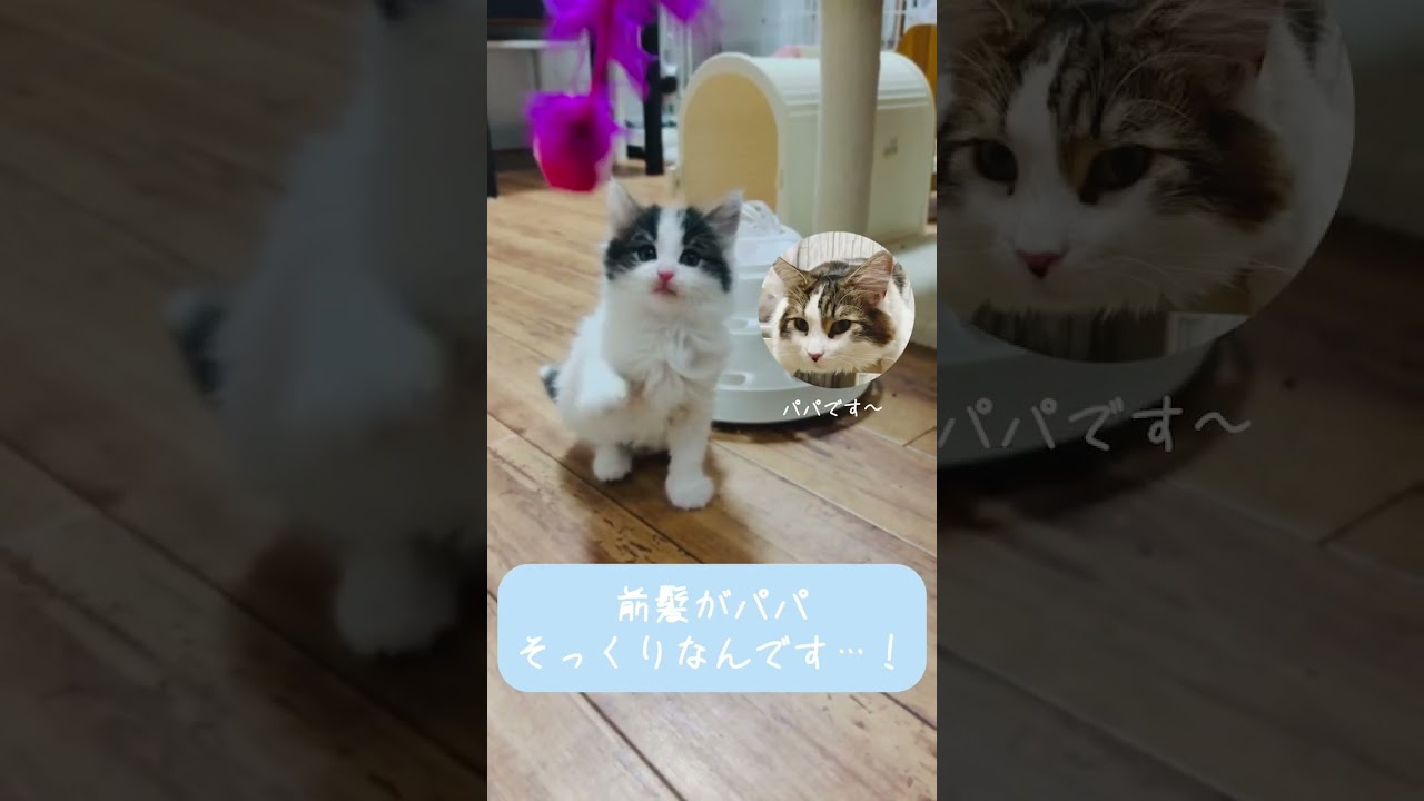 ノルウェージャンフォレストキャット 元気イッパイの甘えん坊さん♥️