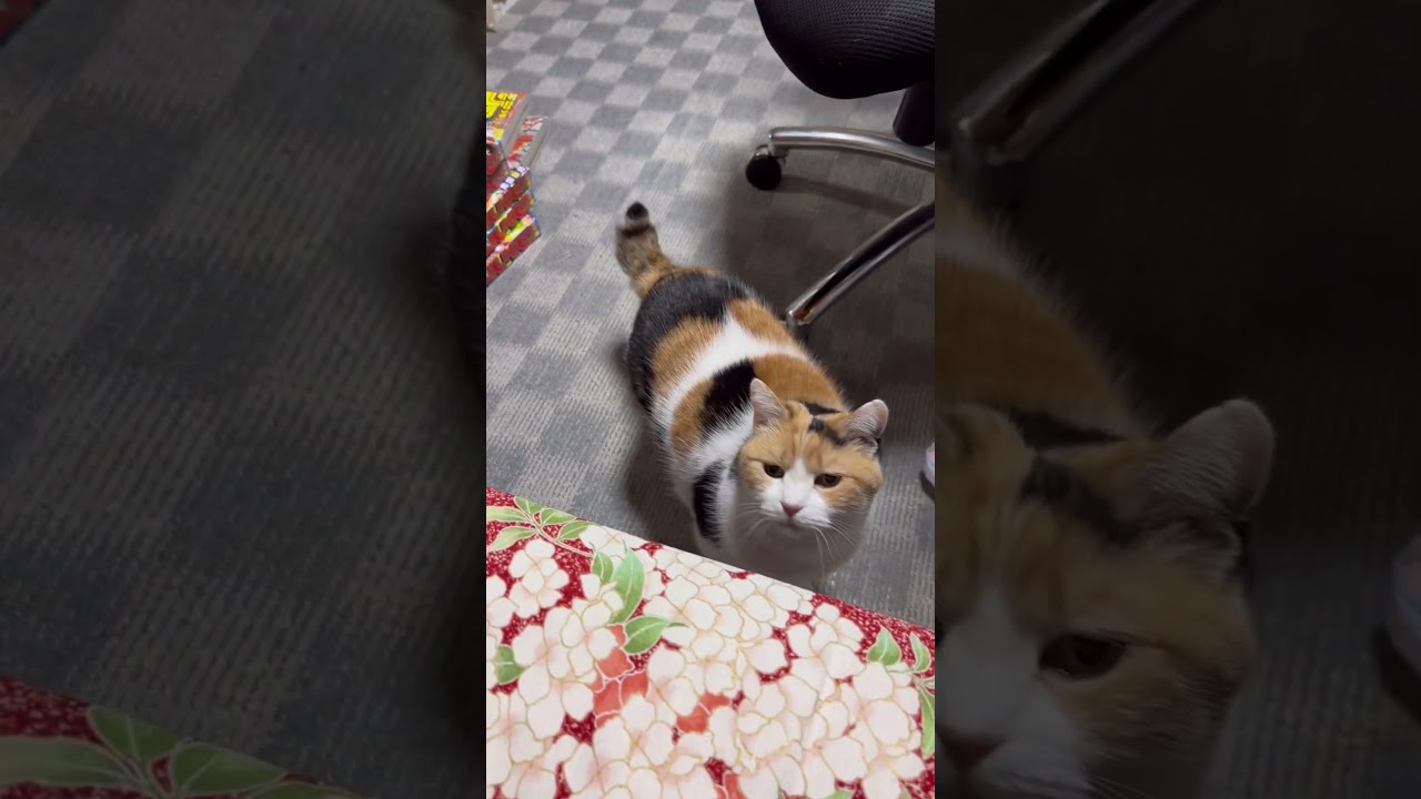 【三毛猫】身を清めてから私と添い寝したいミケ