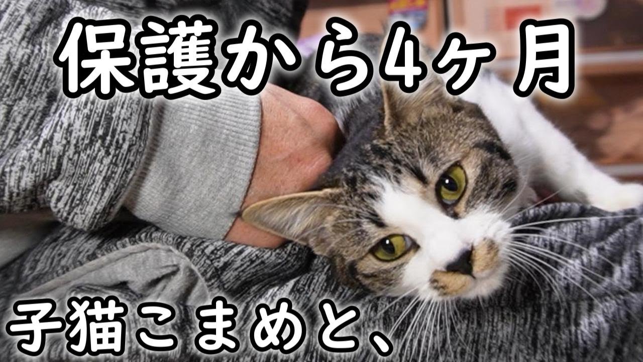 保護から4ヶ月、子猫こまめ。最近治療の為に一時的に保護した外猫。保護当日、体を洗った時の一部様子。