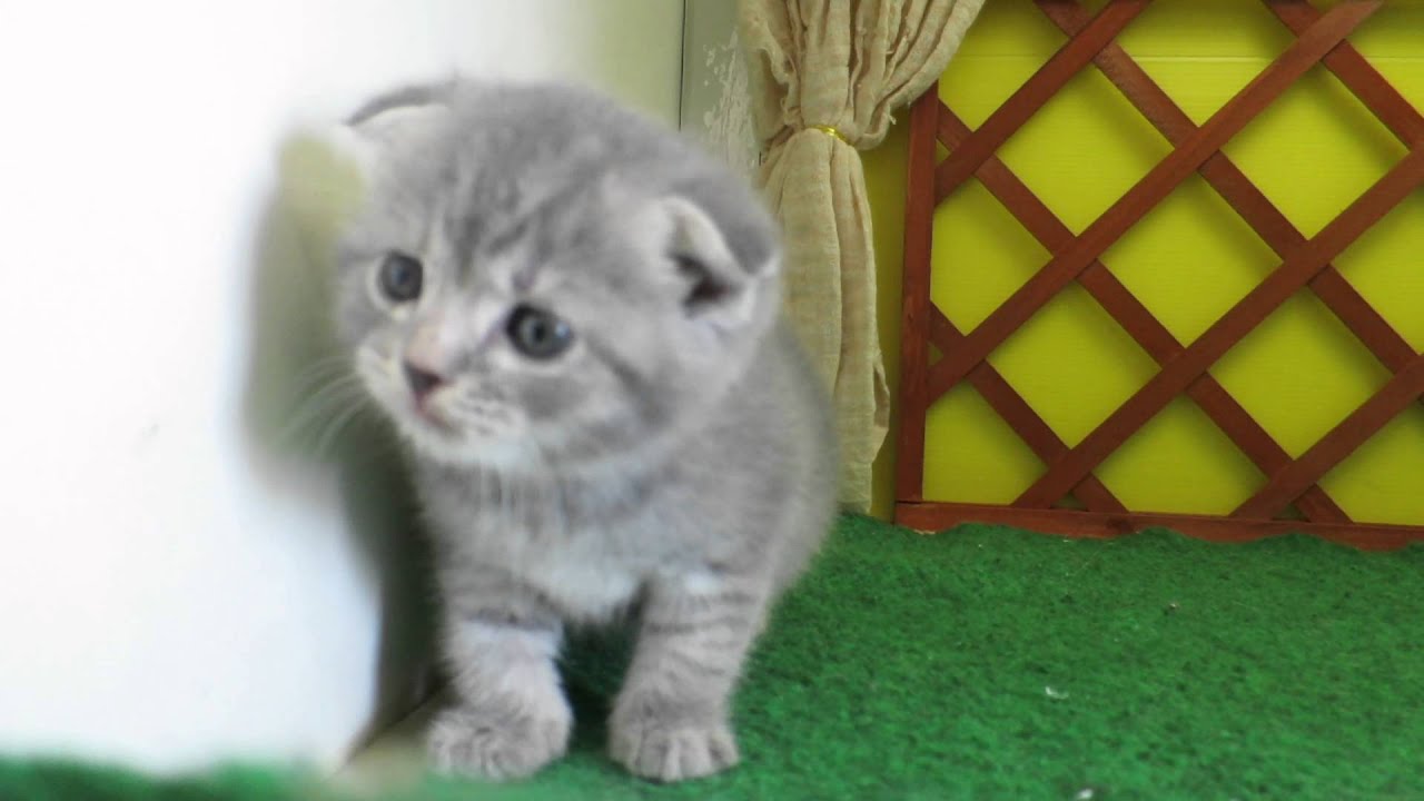 子猫販売京都　ウノペットサービス　スコティッシュフォールド2014.5.12生♀