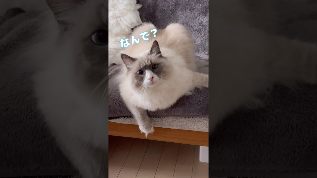 まな猫カイくんの「何で遊んでくれないの？」 #shorts #サイベリアン #cat  #猫