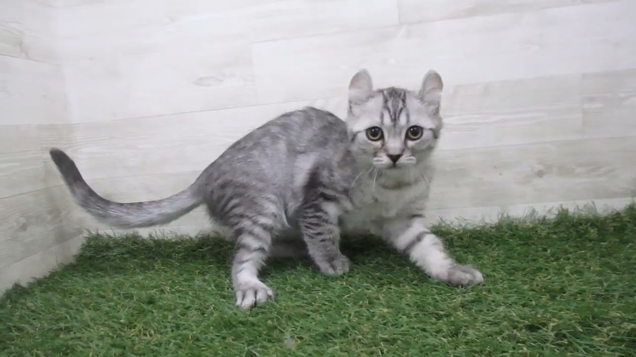 Coo&RIKU　No00704410 アメリカンカール（反り耳）