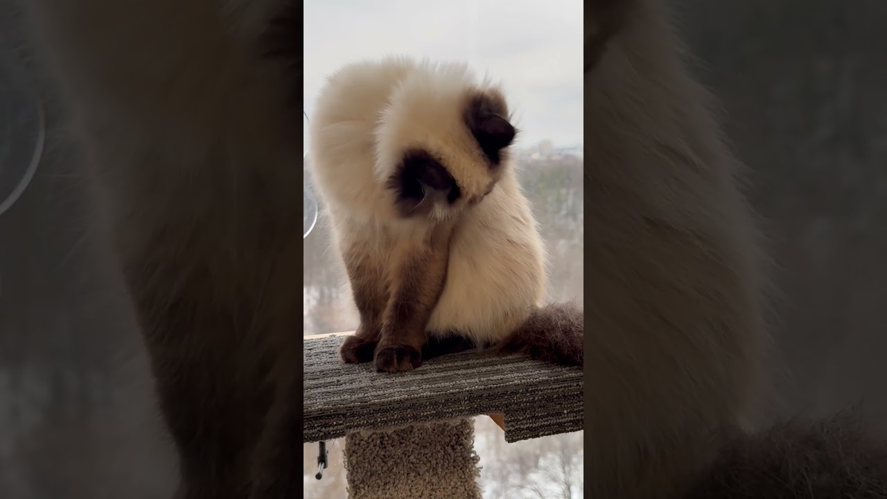 Kitty Cleaning Time #cat #himalayancat #subscribers #shorts #shortfeed #subscribemychannel #pets
