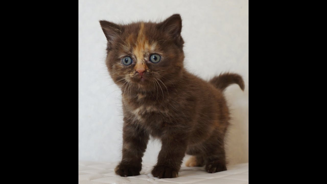 セルカークレックス子猫　Selkirk Rex　2024.12.6産まれ　チョコトーティー　ストレート　女の子　シーダキャット猫のお店