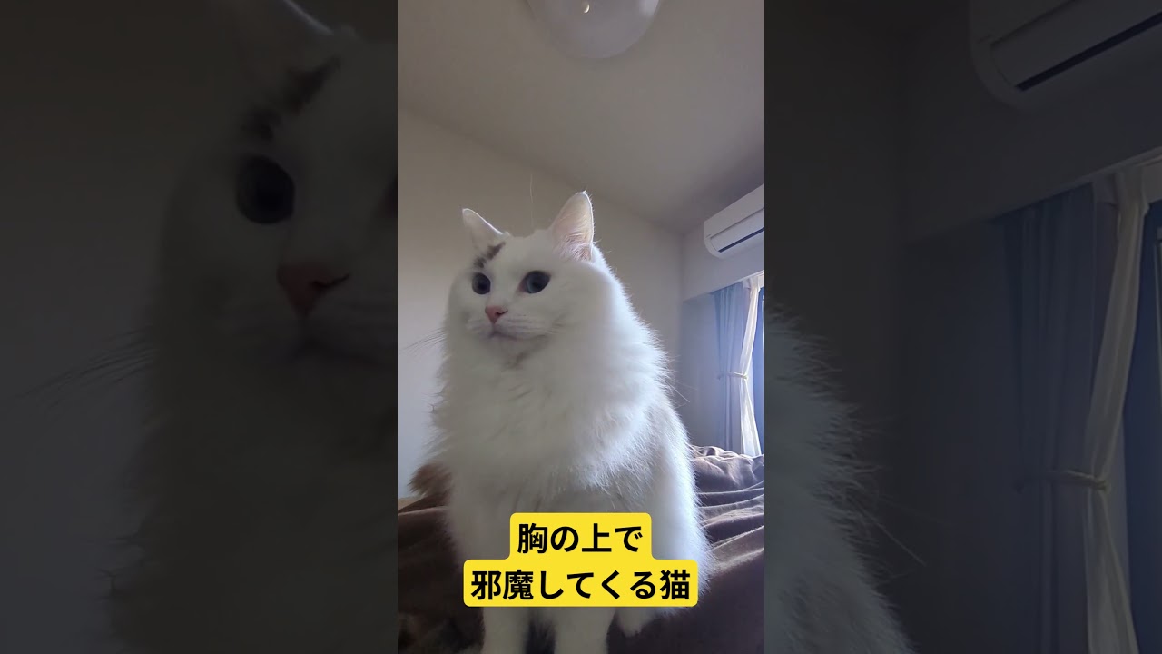 起きなさい #cat #ラグドール #子猫