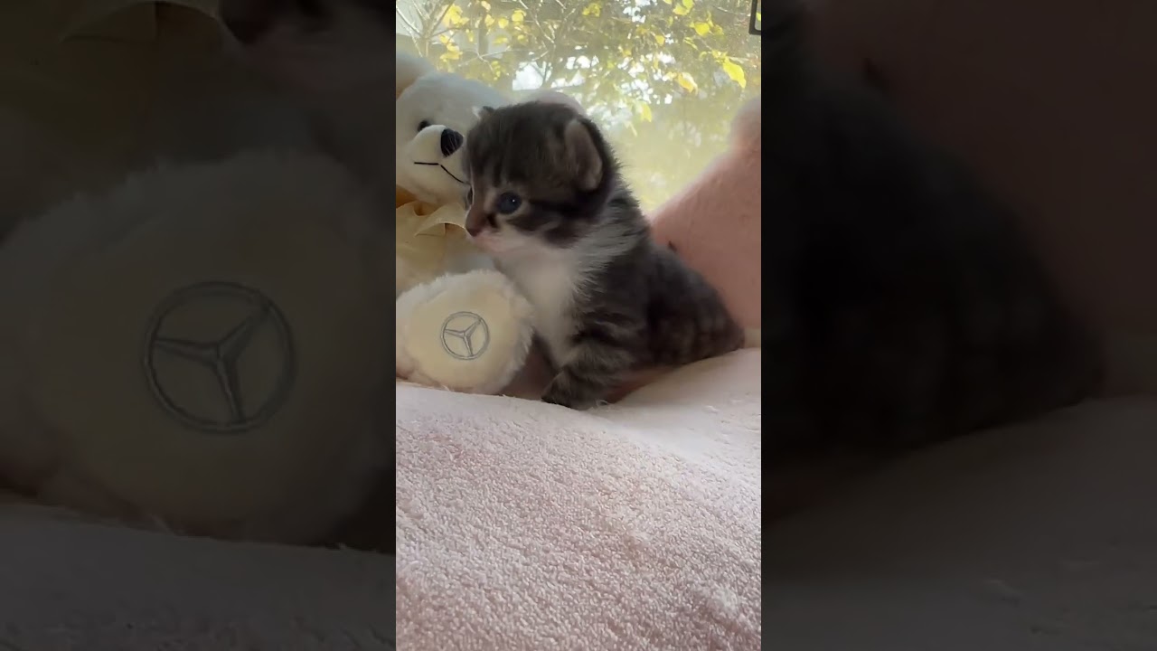 ノルウェージャンフォレストキャット 面被りソックスの可愛いカラーパターンです♡（毛色：ブラウンマッカレルタビーアンドホワイト)