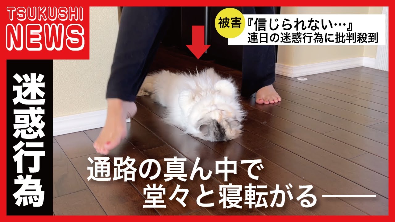 【ネコハラ】猫が飼い主に迷惑行為を繰り返して困ってます…【関西弁でしゃべる猫】【猫アテレコ】