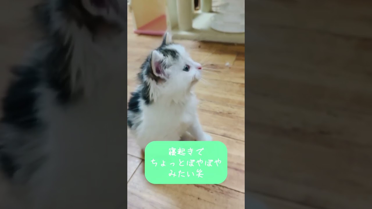 ノルウェージャンフォレストキャット おてんば盛りの女の子♥️