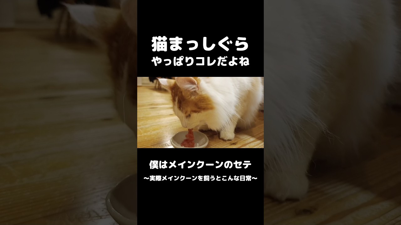 もう我慢出来ない猫 #メインクーン #猫のいる暮らし #mainecoon #cat