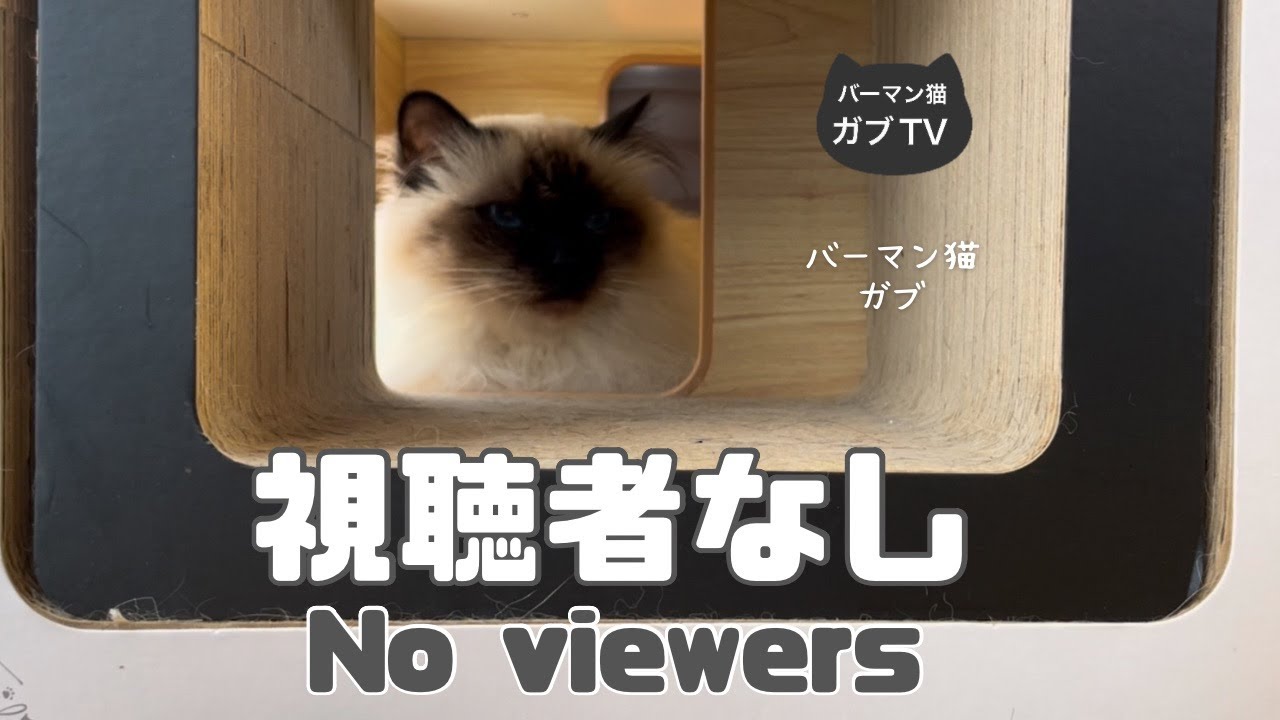 バーマン猫ガブとラフ【視聴者なし】No viewers（バーマン猫）Birman/Cat