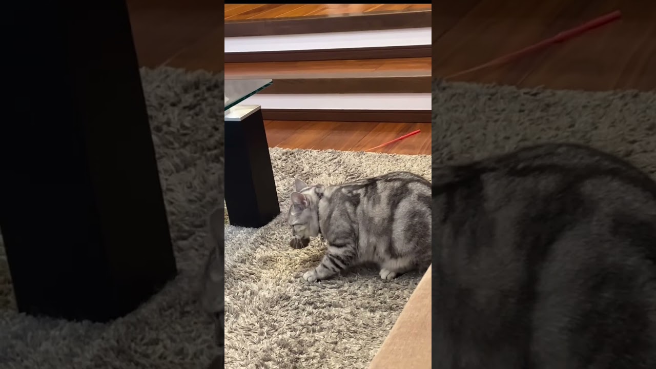 取ったど〜！#アメショ#可愛い猫動画#アメリカンショートヘアー