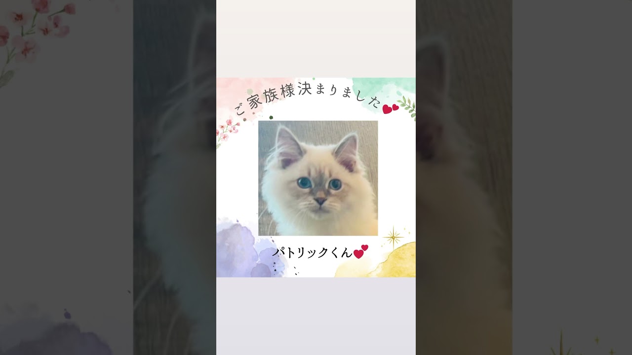 #サイベリアン の#子猫 パトリック君😻ご家族様決まりました💕日テレ・ズームイン！サタデー放送記念😻子猫全頭7万円割引！キャンペーン開催中🈹#ペットショップ