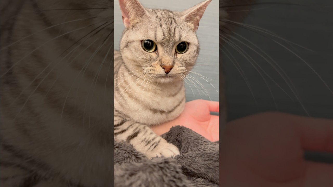 【猫動画】パパに構って欲しい甘えん坊猫が可愛いwww #shorts #猫 #cat