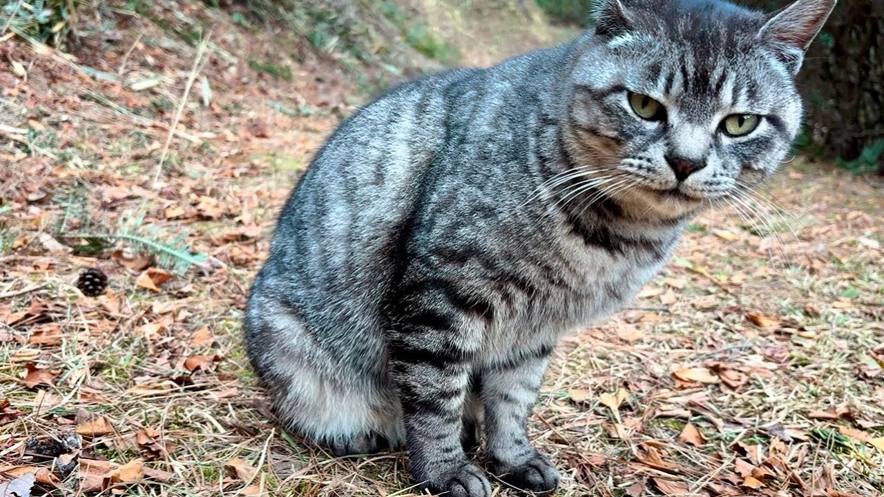 徐々に近くに来て順番待ってるサバトラ猫ちゃんたちかわいい
