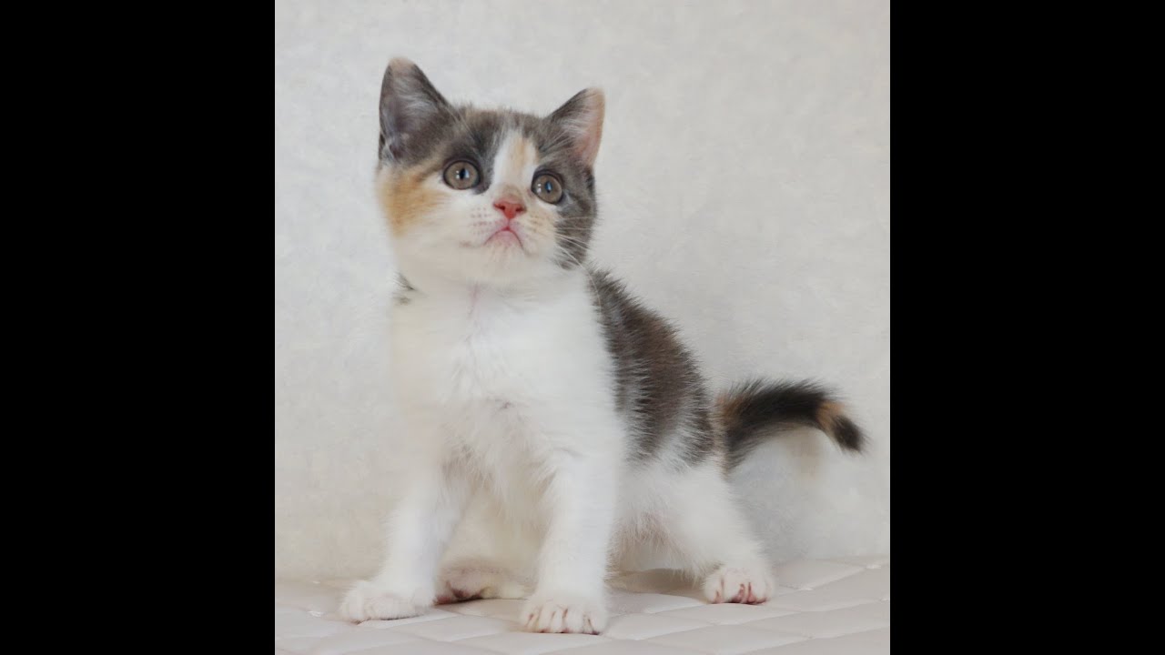 ブリティッシュショートヘアー子猫　British Shorthair　2024.11.11産まれ　ダイリュートキャリコ　パステル三毛　洋三毛猫　女の子　シーダキャット猫のお店
