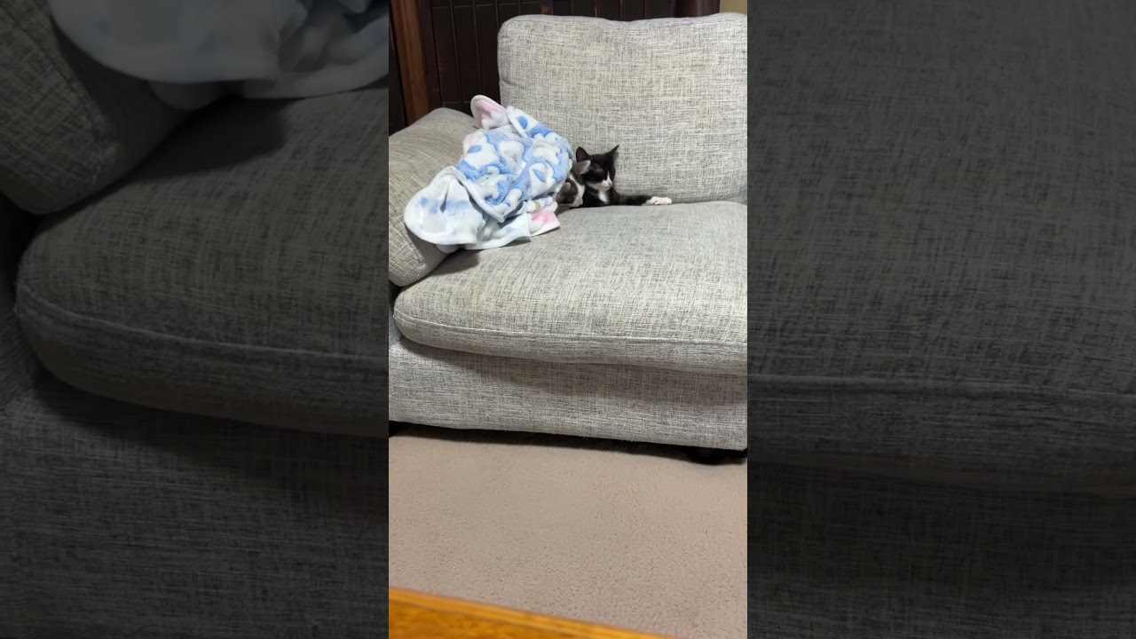 かわいい子猫たち #猫 #子猫 #猫のいる暮らし