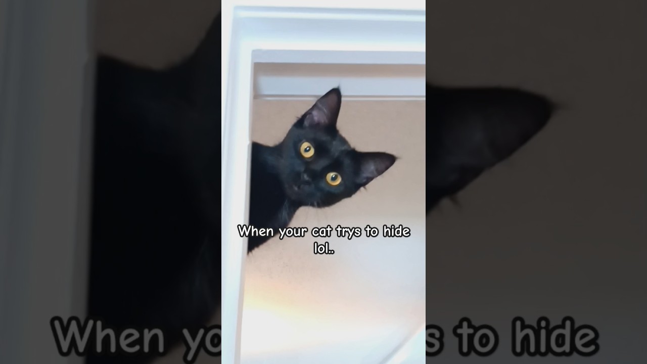 happy cat #cat #cats #catlover  #pets #shorts #foryou #catvideos #cute  #happy #trending #funnycats
