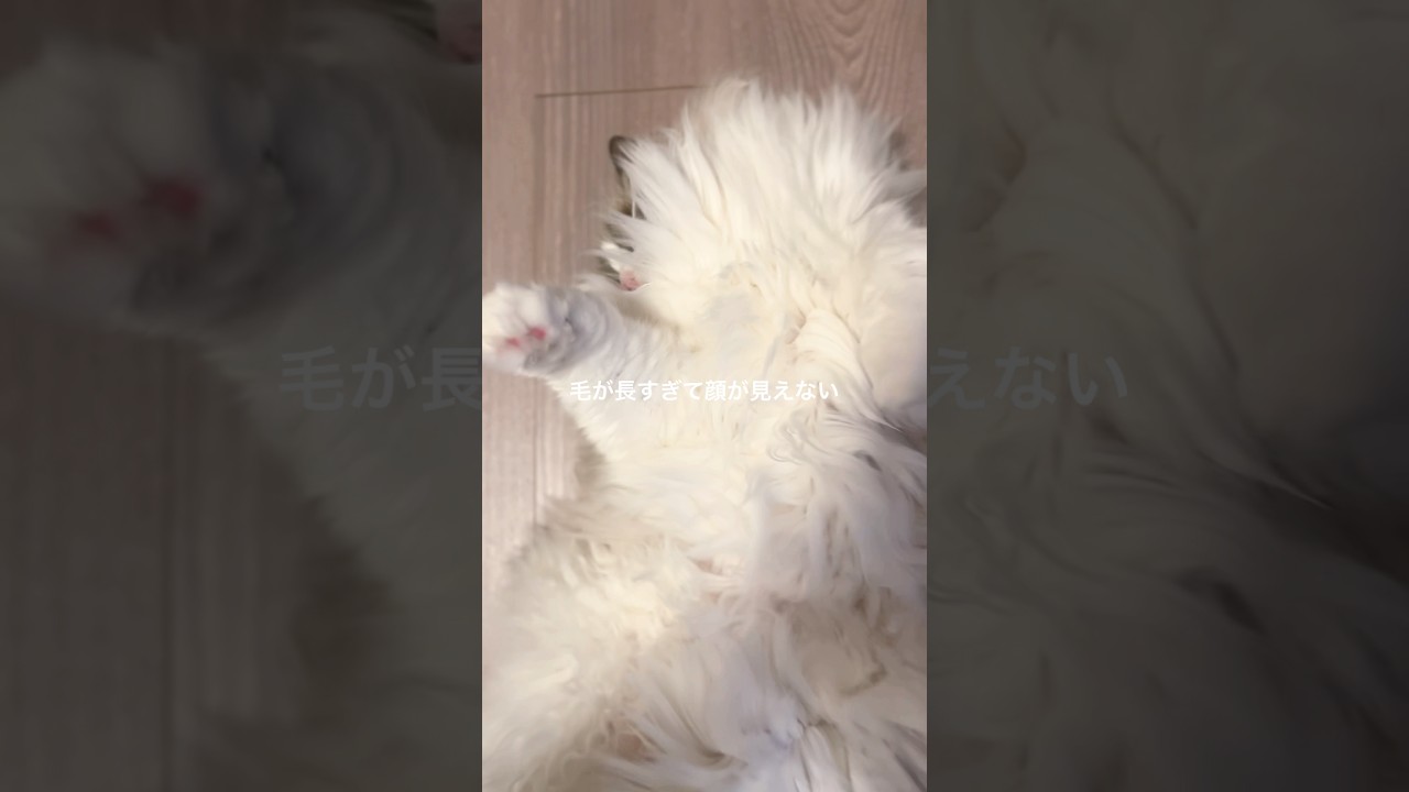 【ラグドール】猫の顔が見えない #ネコ #猫のいる暮らし #ハチワレ #ねこのいる生活 #cat #shorts
