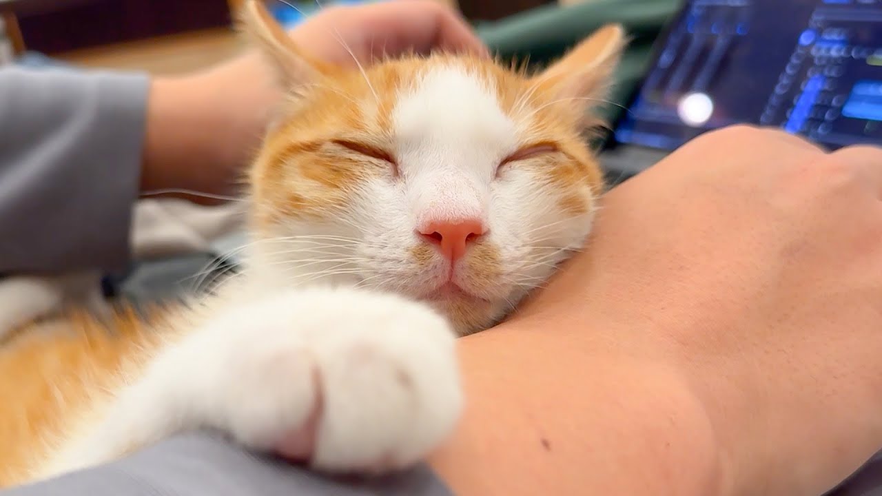 仕事中の飼い主の手を枕にして子猫が寝て起きなくなってしまいました…