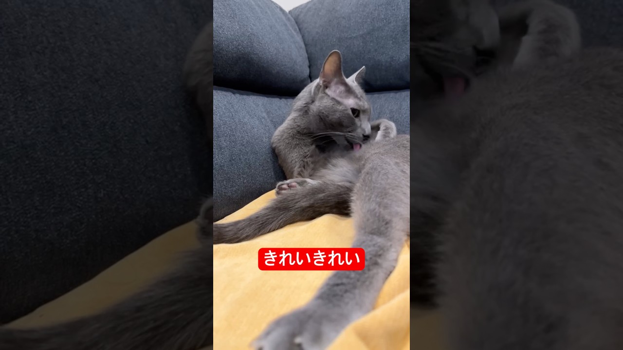 飯できるまで身だしなみ整える猫#ロシアンブルー #猫