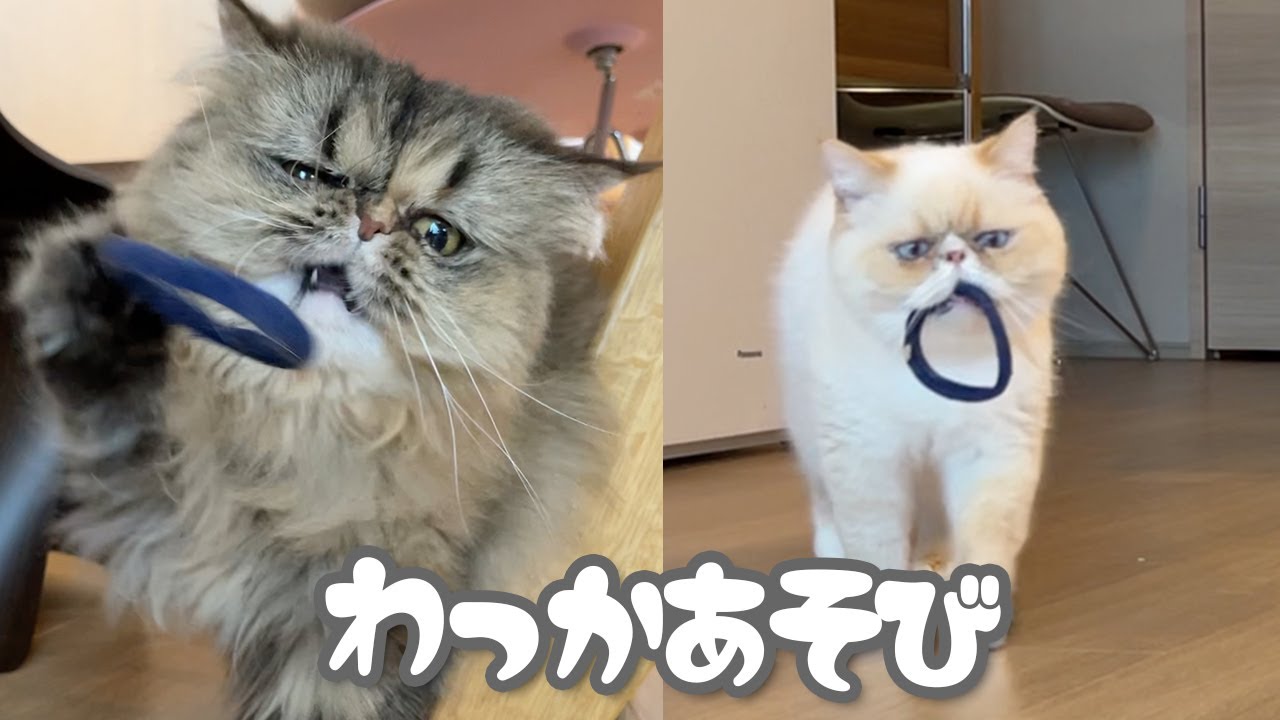 輪っかで遊ぶ猫さん達。