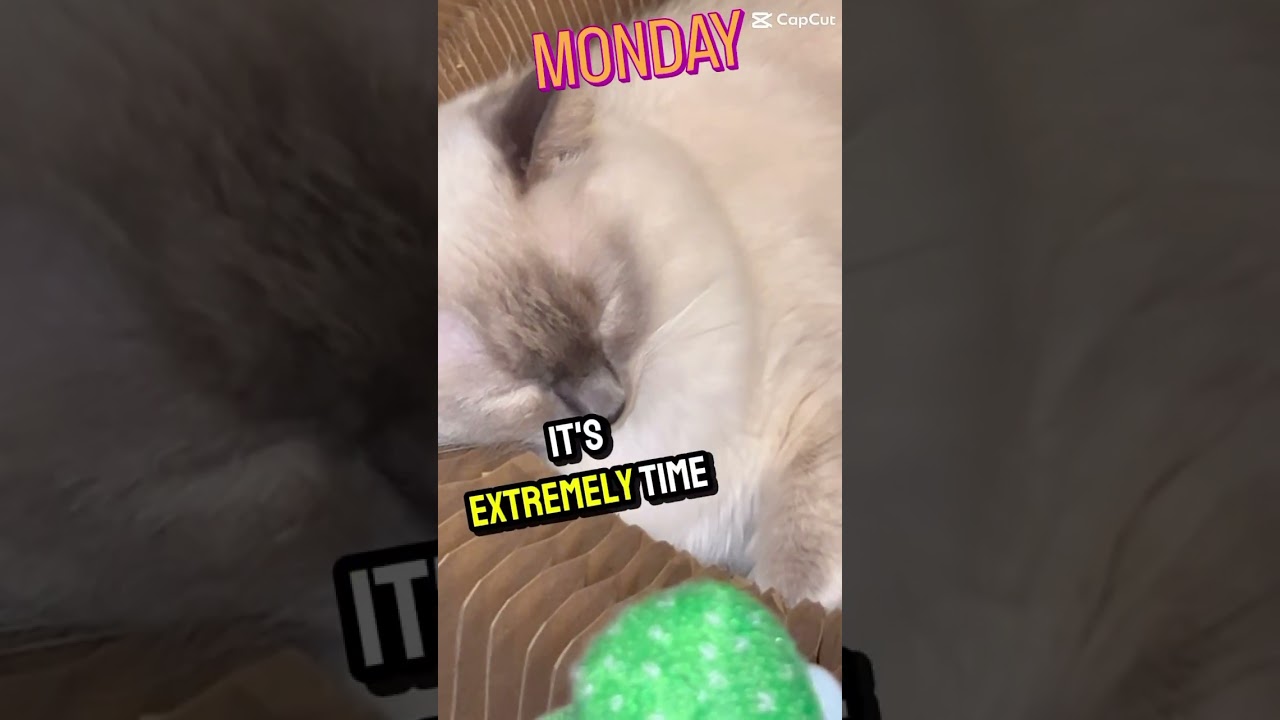 I TELL YOU YOUR JOB IS JUST AWFUL ZENA😹#cat#cute#funny#funnyshorts#ragdoll#youtubeshorts