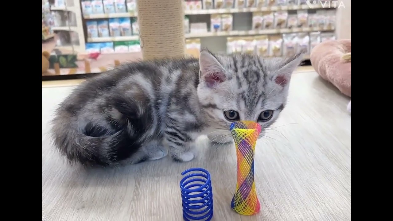 【マルワン横浜 港北NT店】短足マンチカンちゃんが新しく仲間入り♪