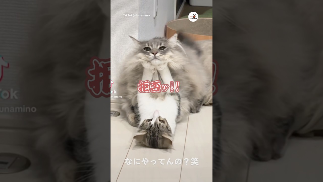 全力拒否されるニャンコ🥹｜PECO #ノルウェージャンフォレストキャット #猫 #愛猫家 #猫のいる暮らし #norwegianforestcat #cat #catlover #catlife