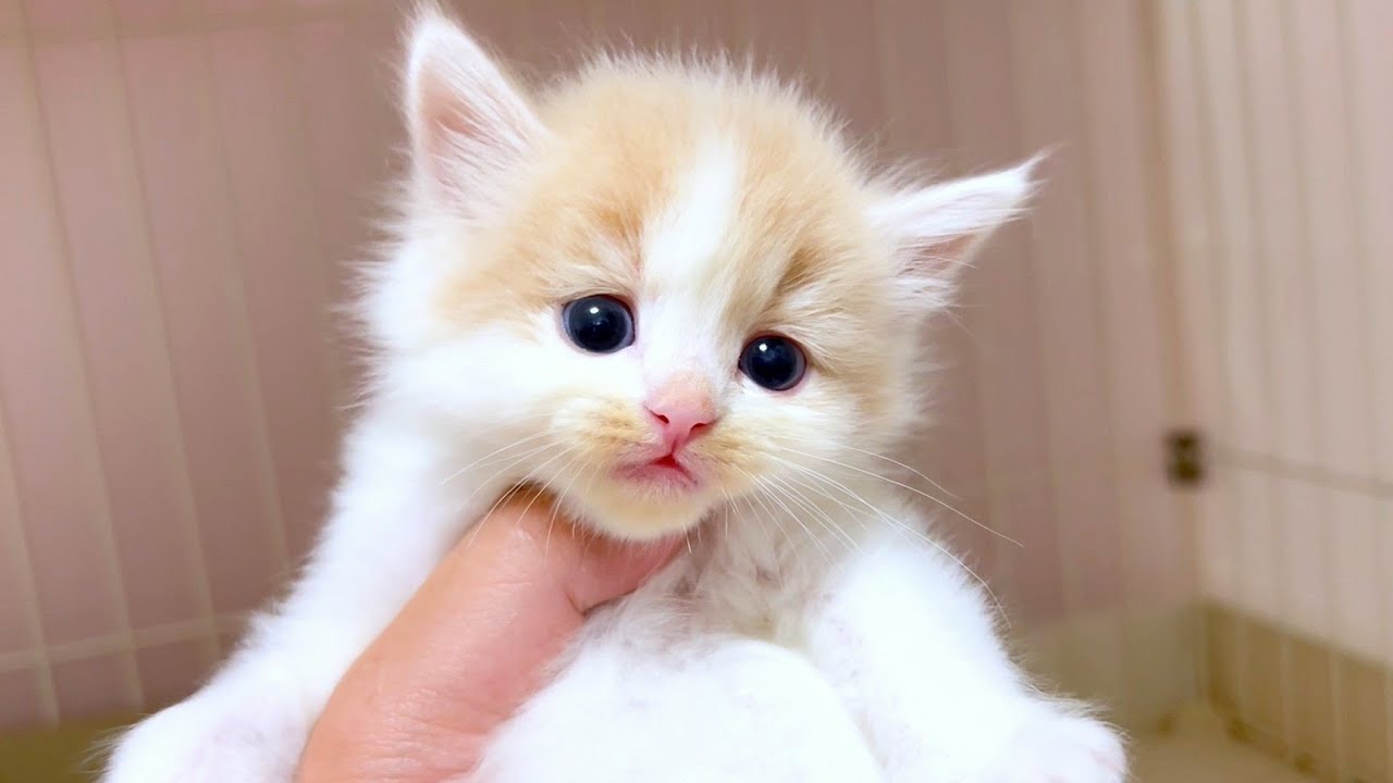 【マンチカンの子猫】タレ目の放心状態系女子が多い子猫達の件 ～猫のいる生活Vol.1071～出産動画 マンチカン短足・ミヌエット・ペルシャ猫専門ブリーダー『ペット蔵人』【子猫の成長記録】