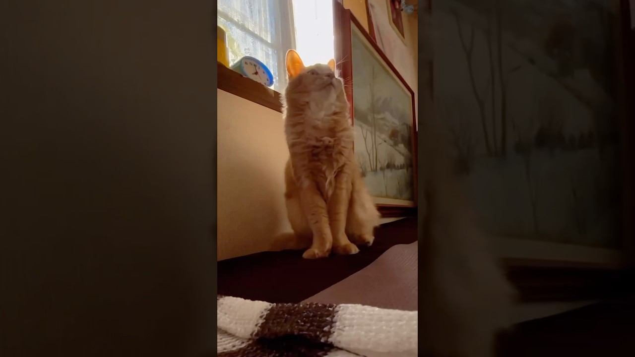 【Cat God】猫神降臨✨#shorts #猫#ソマリ