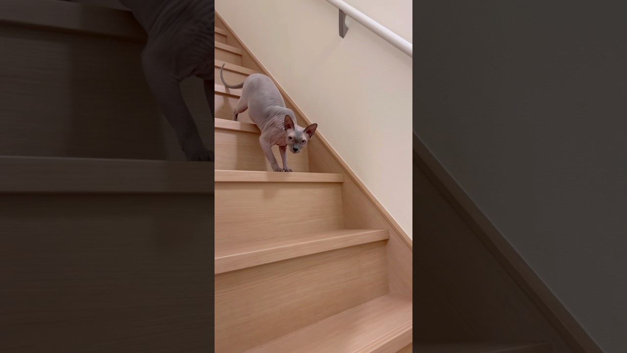 新しい家の散策をする毛のない猫【スフィンクス】