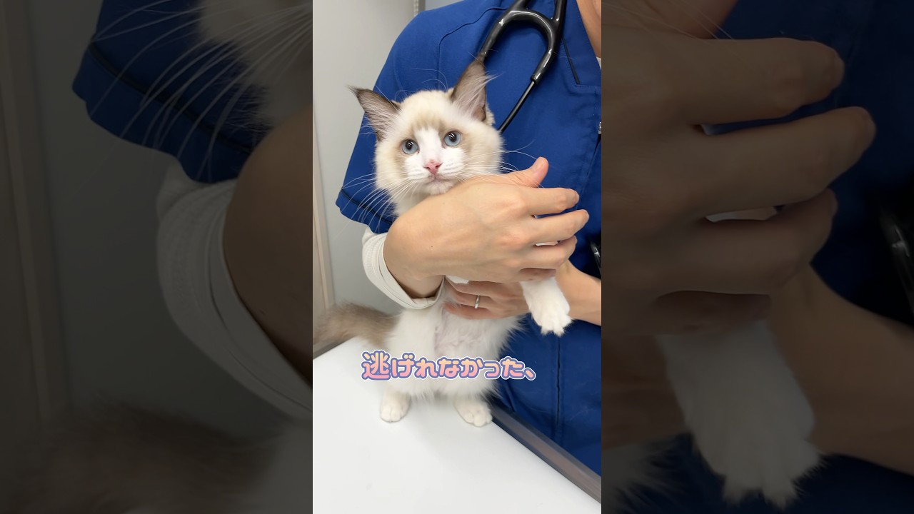 触診中逃げようとするも逃げられず落ち込むラグドール