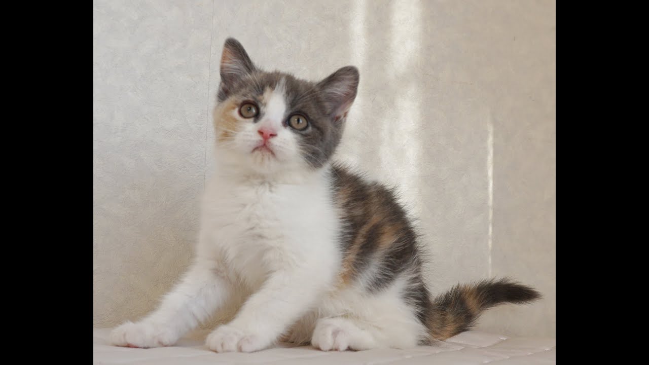 ブリティッシュショートヘアー子猫　British Shorthair　2024.11.11産まれ　ダイリュートキャリコ　パステル三毛　洋三毛猫　女の子　シーダキャット猫のお店