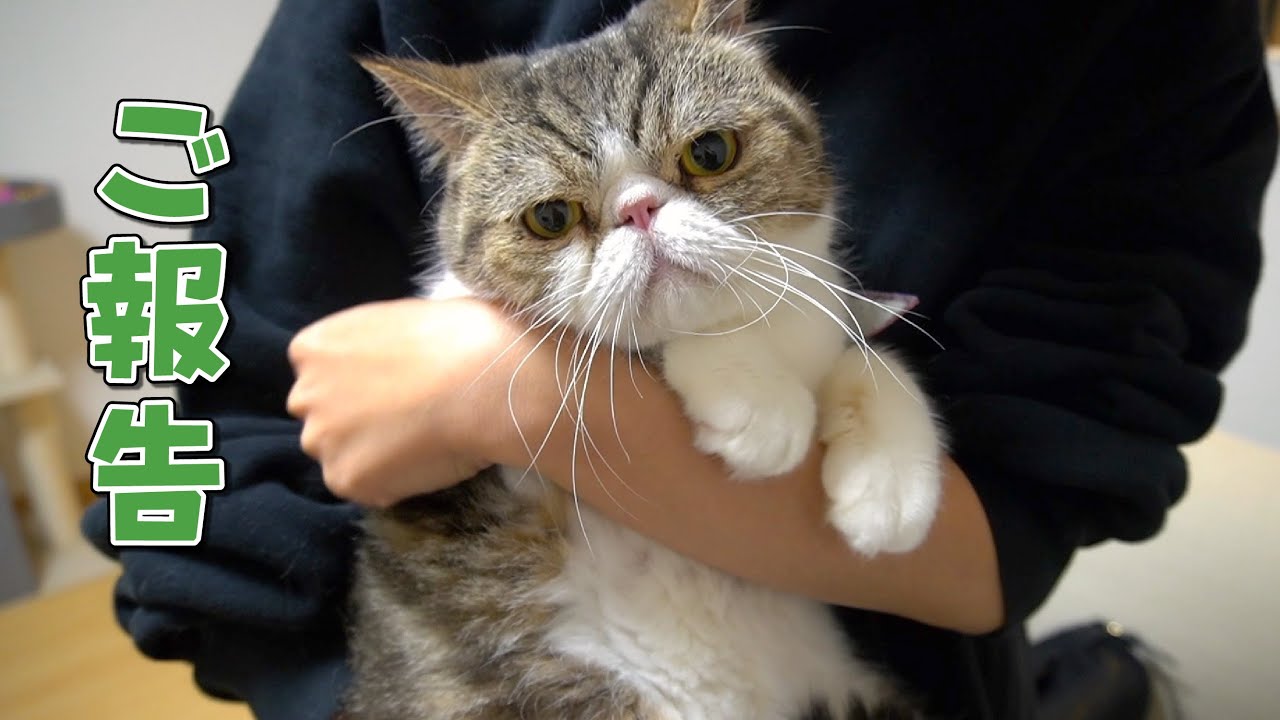 姉の猫ケロちゃんについてご報告があります