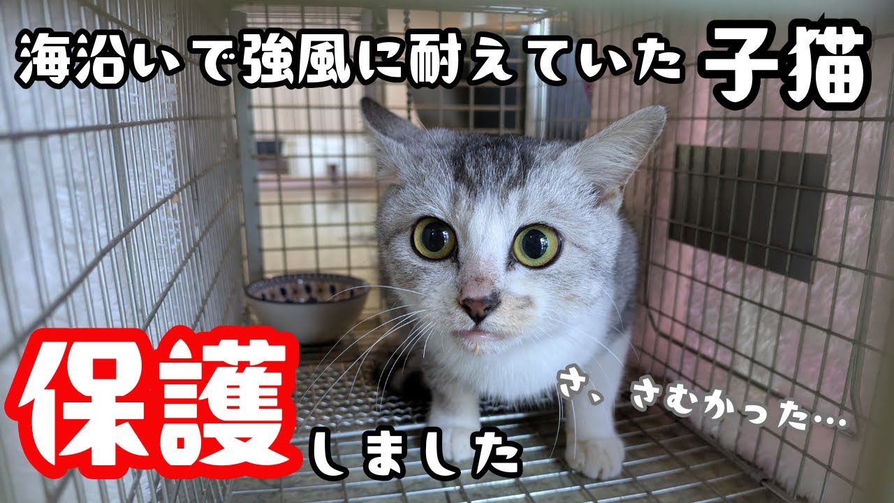 ひとりぼっちで強風に耐える子猫を保護しました！