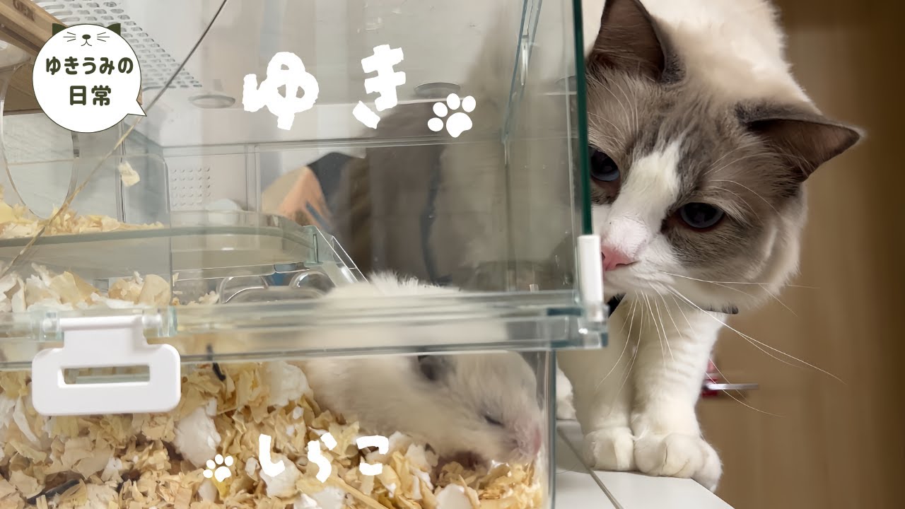 【恐怖再来】ハムスターを飼っていることが愛猫にバレて凄いことになりました・・・【ラグドール・キジシロ】