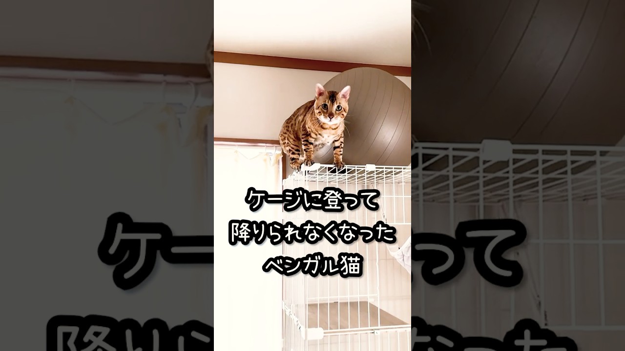 ベンガル猫が高所から降りる方法が猫様すぎるw