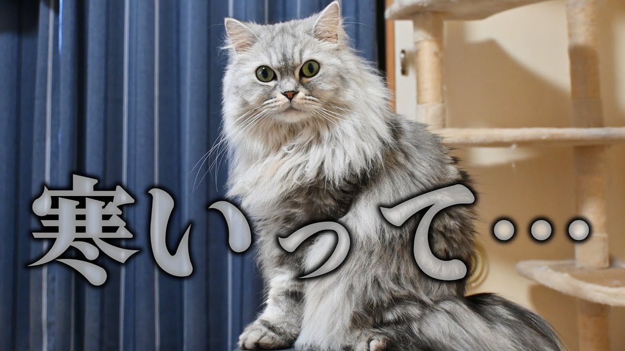猫も寒さには弱い