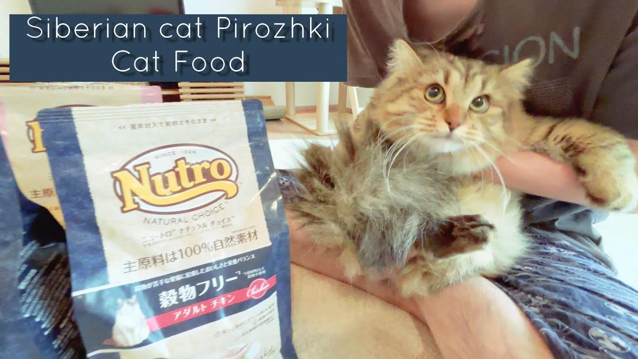 子猫用のキャットフードを大人用に変えるよ！【episode59】【サイベリアン】【Nutro ナチュラルチョイス】グレインフリー