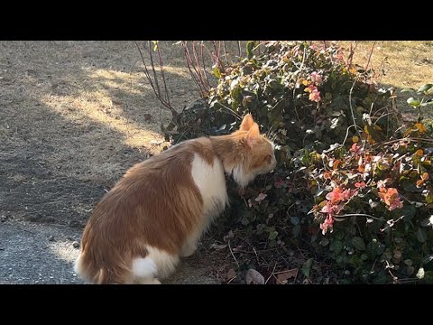 少しだけ猫のお散歩タイム！【マリー（メインクーン）】